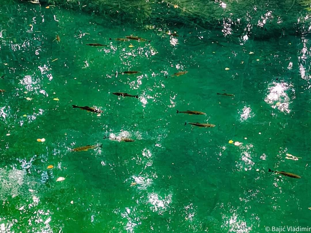 Poljoprivredno Turisticko Domacinstvo Deguric Διαμέρισμα Βάλιεβο Εξωτερικό φωτογραφία
